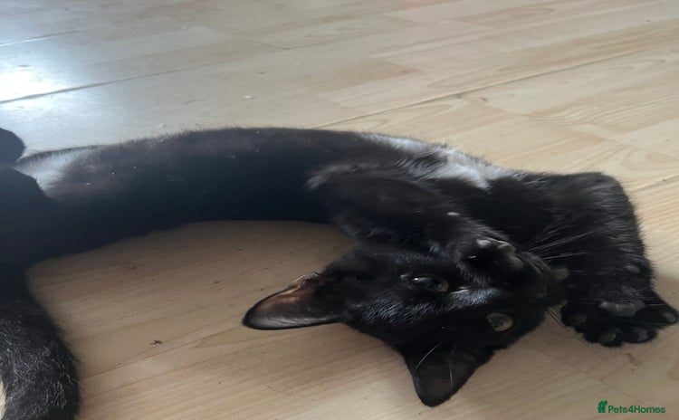 British Shorthair cats for sale - Advert 1