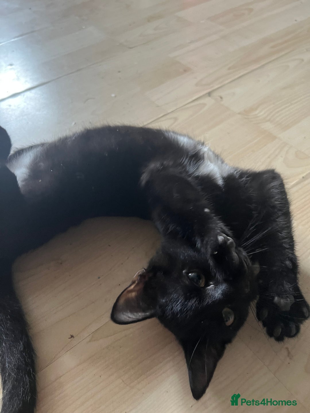 British Shorthair cats for sale: 1 Boy and 1 Girl Kitten - Image 1