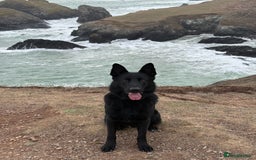 German Shepherd dogs for stud: Stunning black GSD - exceptional health and temper - Image 13