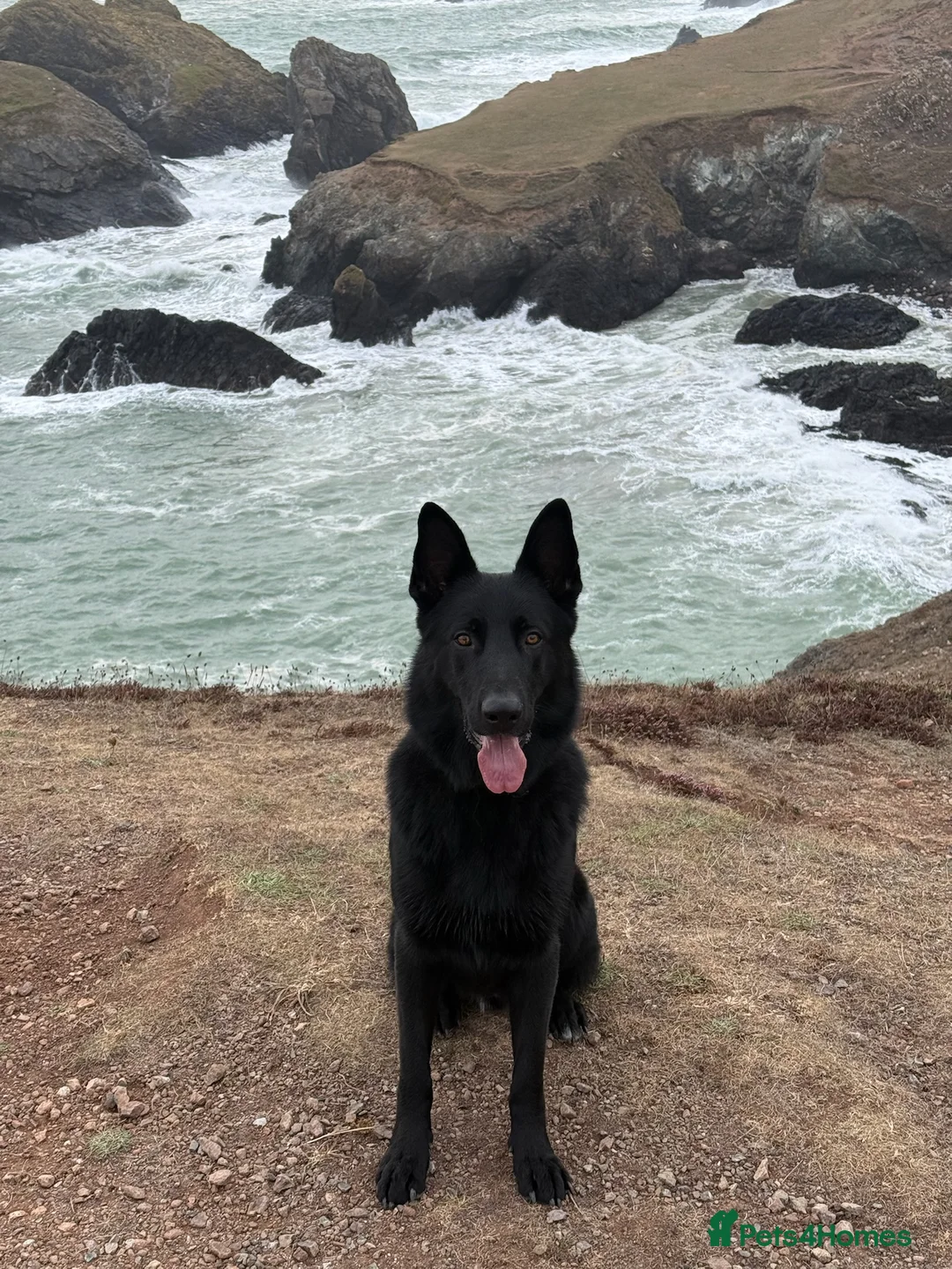 German Shepherd dogs for stud: Stunning black GSD - exceptional health and temper - Advert 14