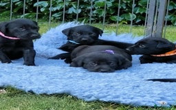 Labrador Retriever dogs for sale: Carefully & selectively bred, versatile pets, FTCH - Image 10