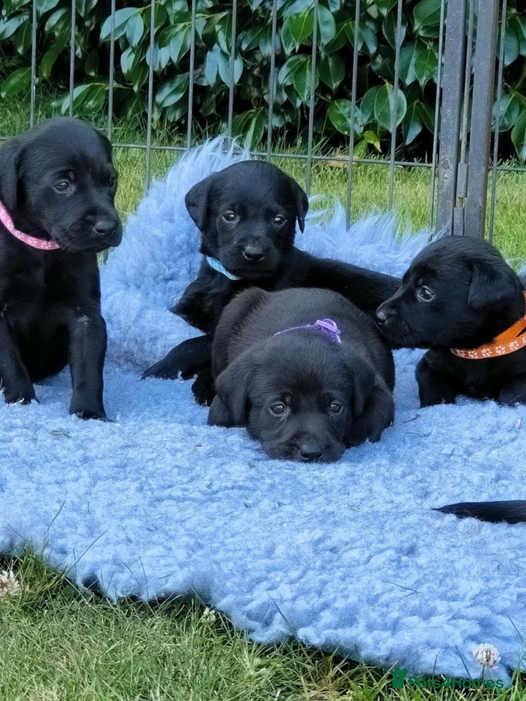 Labrador Retriever dogs for sale: Carefully & selectively bred, versatile pets, FTCH - Image 10
