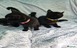 British Shorthair cats for sale:  Lovely 3 tabby male & 3 black female kittens. - Image 10