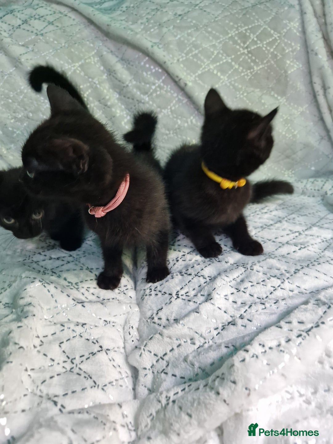 British Shorthair cats for sale:  Lovely 3 tabby male & 3 black female kittens. - Image 10