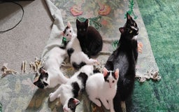 Mixed Breed cats for sale: 5 lovely kittens - Image 7