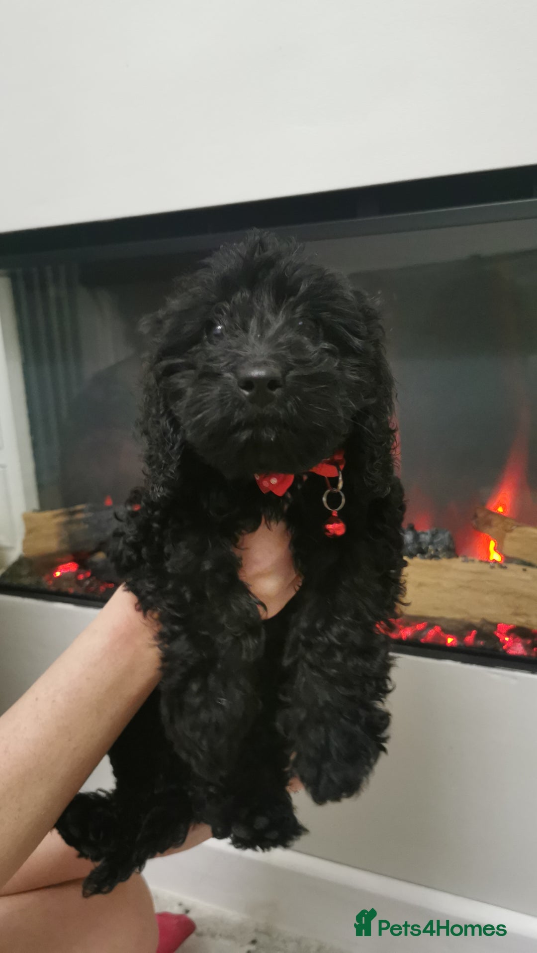 Cockapoo dogs for sale: Two cockapoo puppies ready for adventures now!  - Image 12