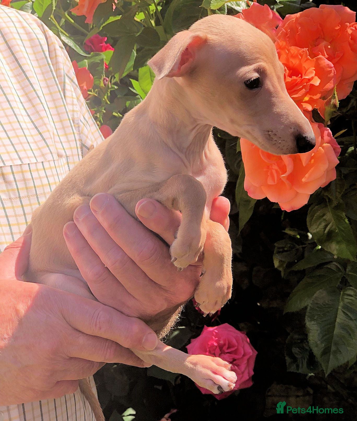 Italian Greyhound dogs KC registered Italian Greyhound male puppy - Advert 17