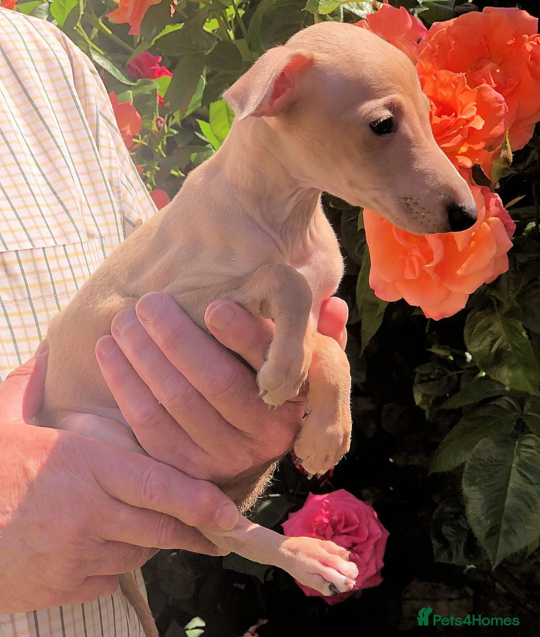 Italian Greyhound dogs for sale: KC registered Italian Greyhound male puppy - Advert 1
