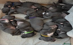 Staffordshire Bull Terrier dogs for sale: !!! Blue Staffordshire bull terriers !!! - Image 1