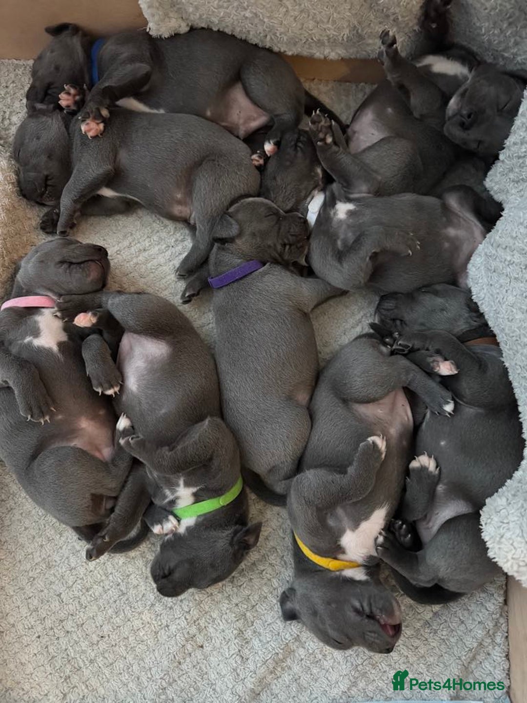 Staffordshire Bull Terrier dogs for sale: !!! Blue Staffordshire bull terriers !!! - Image 1