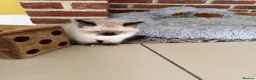 Ragdoll cats for sale: Ragdoll kittens girls ready now  - Advert 3