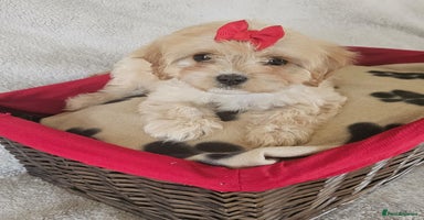 Cavapoo dogs - Advert 13