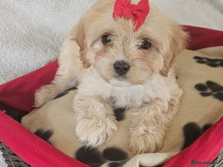 Cavapoo dogs - Advert 9