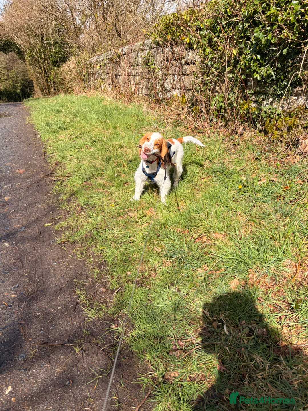 Cocker Spaniel dogs for sale: Urgent Quick Sale - 7 Month Cocker Spaniel - Advert 5