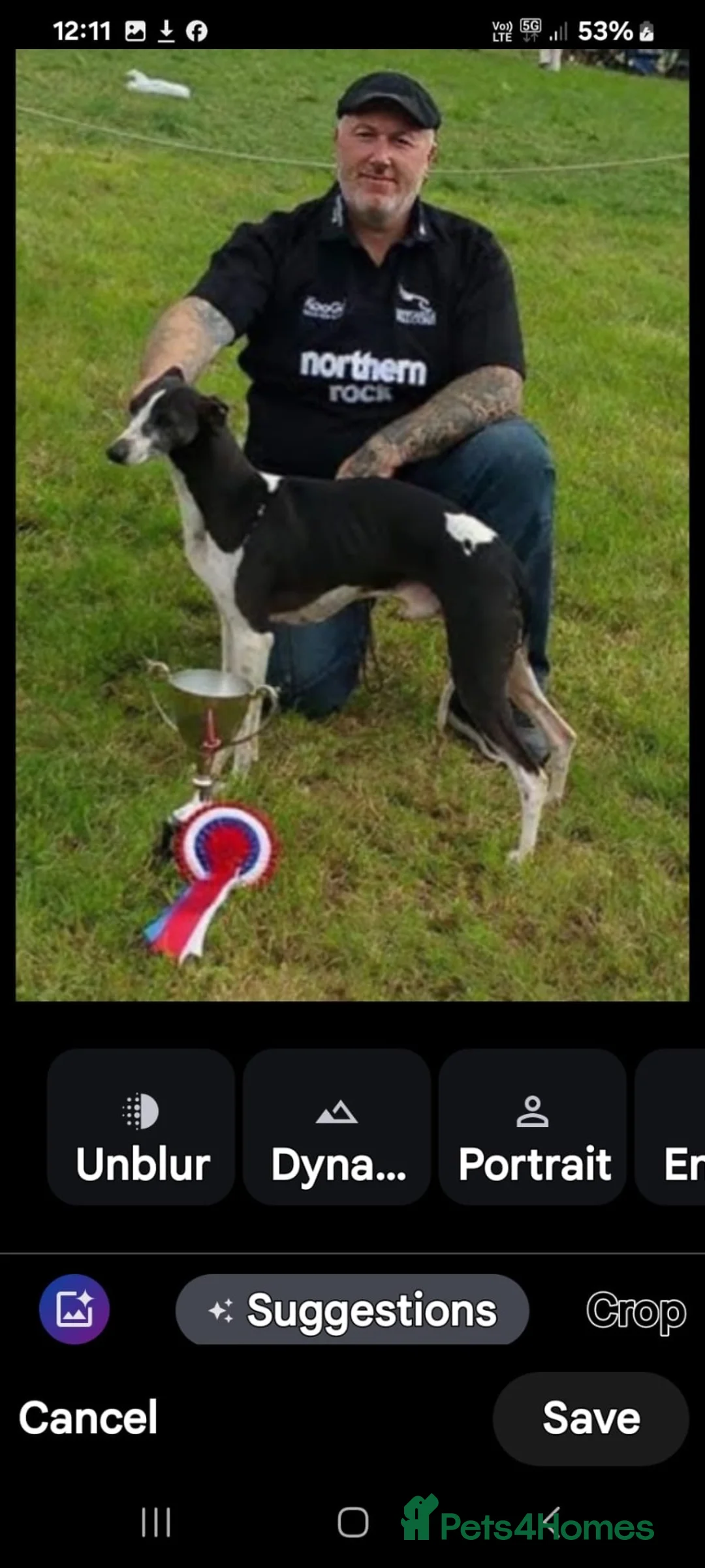 Whippet dogs for sale: whippet pups in Tredegar - Advert 21