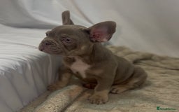 French Bulldog dogs for sale: 💕🐾 Stunning French bulldogs 🐾💕 - Advert 7