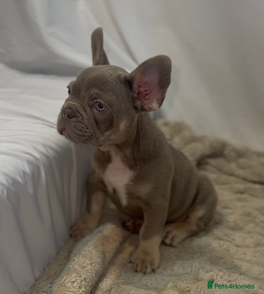 French Bulldog dogs for sale: 💕🐾 Stunning French bulldogs 🐾💕 - Advert 7