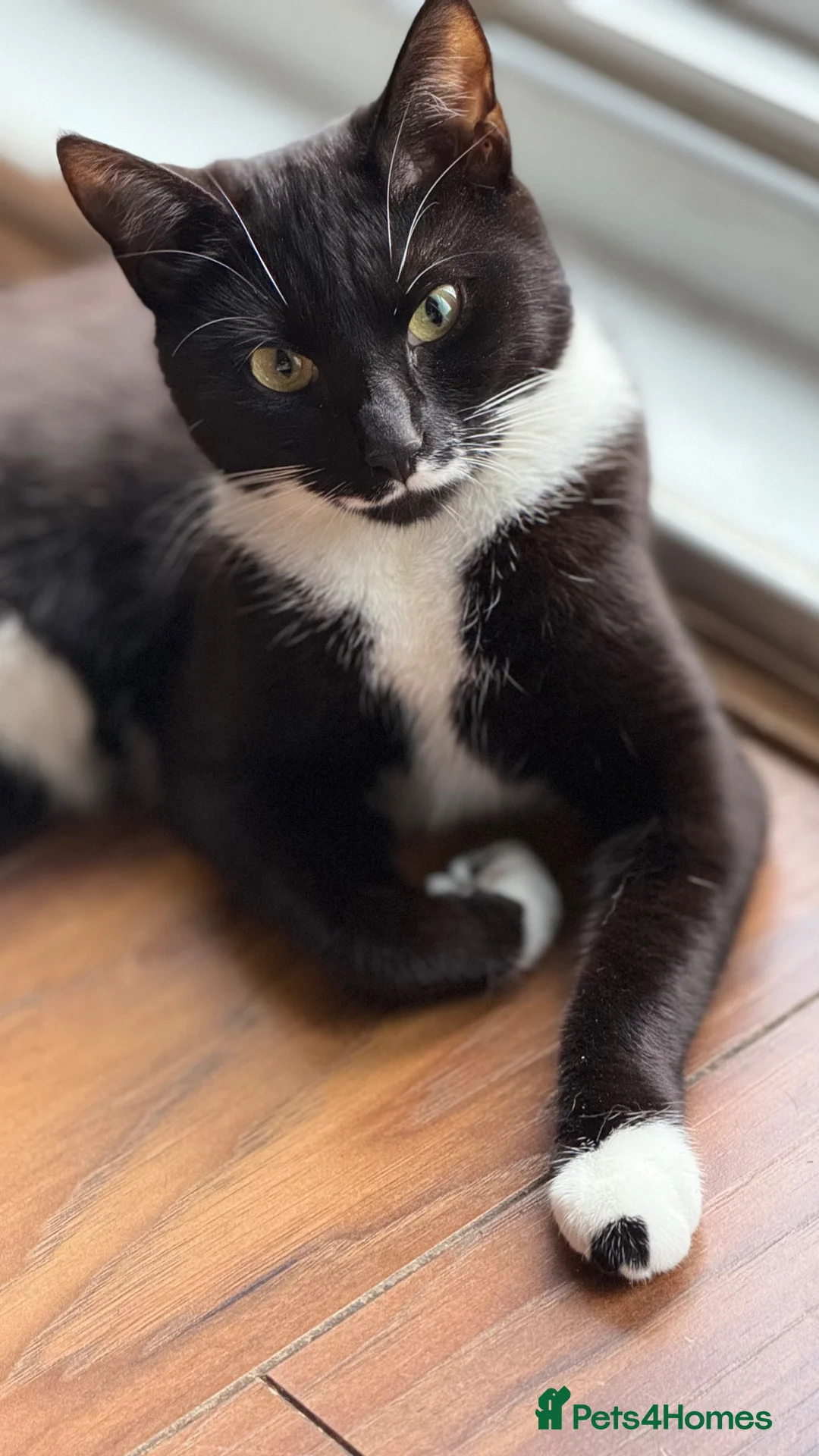 Mixed Breed cats for sale: Kittens  in London - Advert 2