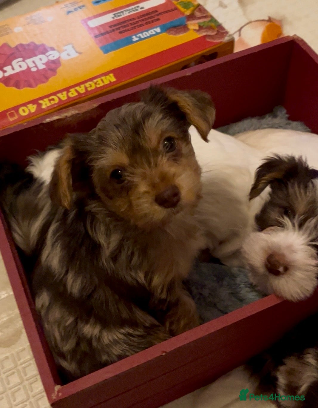 Yorkshire Terrier dogs PEDIGREE YORKSHIRE TERRIER PUPPIES - READY NOW! - Advert 5