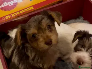 Yorkshire Terrier dogs PEDIGREE YORKSHIRE TERRIER PUPPIES - READY NOW! - Advert 5