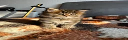 British Longhair cats for sale: (Last One) TICA & GCCF B.L.H Male - Advert 5