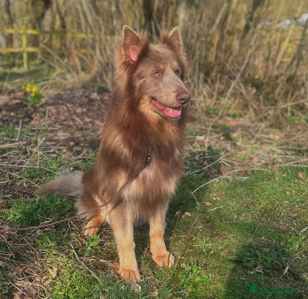 German Shepherd dogs for stud: Sabre, big strong straight backed DMclear male GSD in Stoke-on-Trent - Advert 17