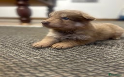 German Shepherd dogs for sale: Isabella German shepherd pups - Image 7