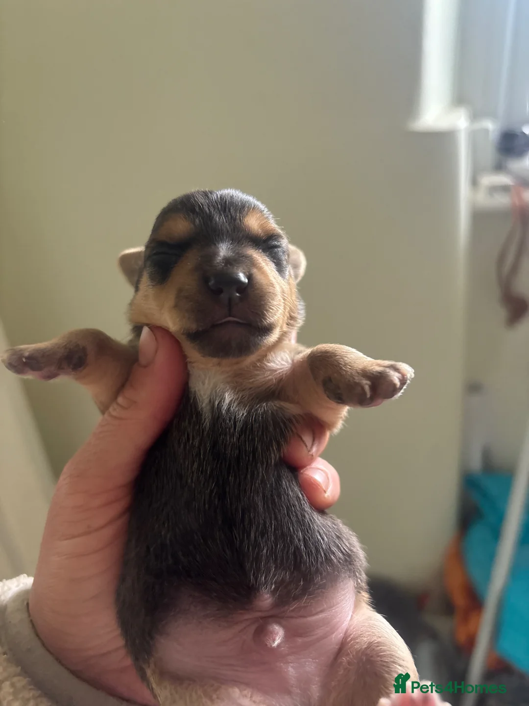 Jack Russell dogs for sale: Beautiful litter of jack Russell’s  - Advert 1