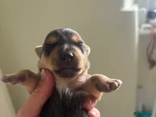 Jack Russell dogs for sale: Beautiful litter of jack Russell’s - Advert 2