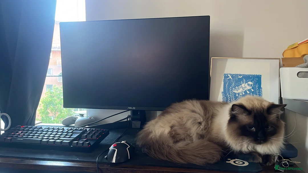 Ragdoll cats for sale: 4 yr old ragdoll male  in Manchester - Advert 3