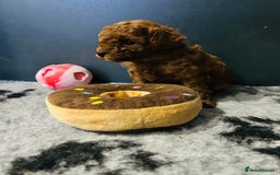 Toy Poodle dogs for sale: Tiny Toy Poodles - Advert 15