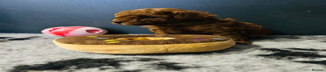 Toy Poodle Puppy boy purple 