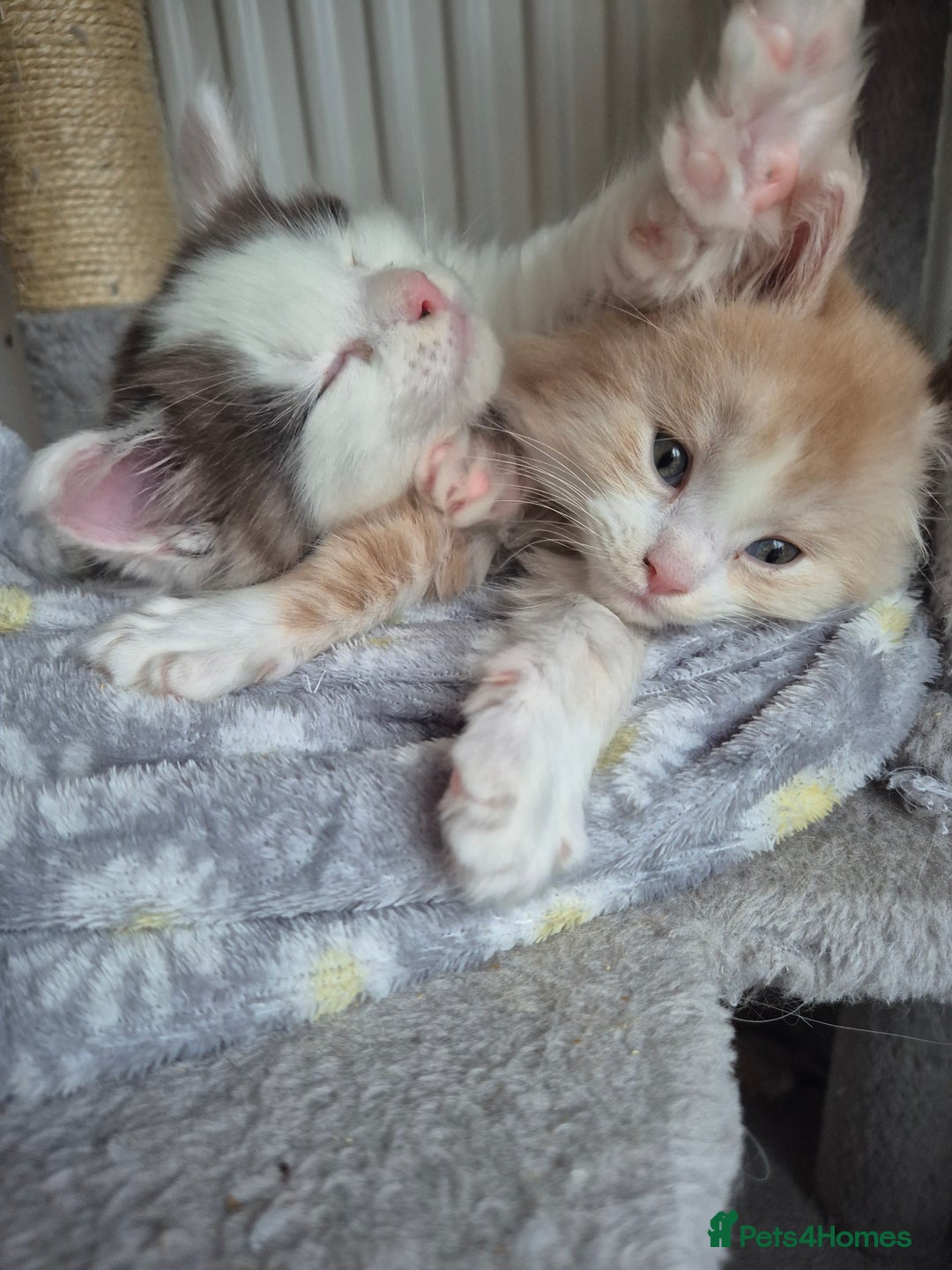 Maine Coon cats for sale: Maine coon kittens  - Advert 2