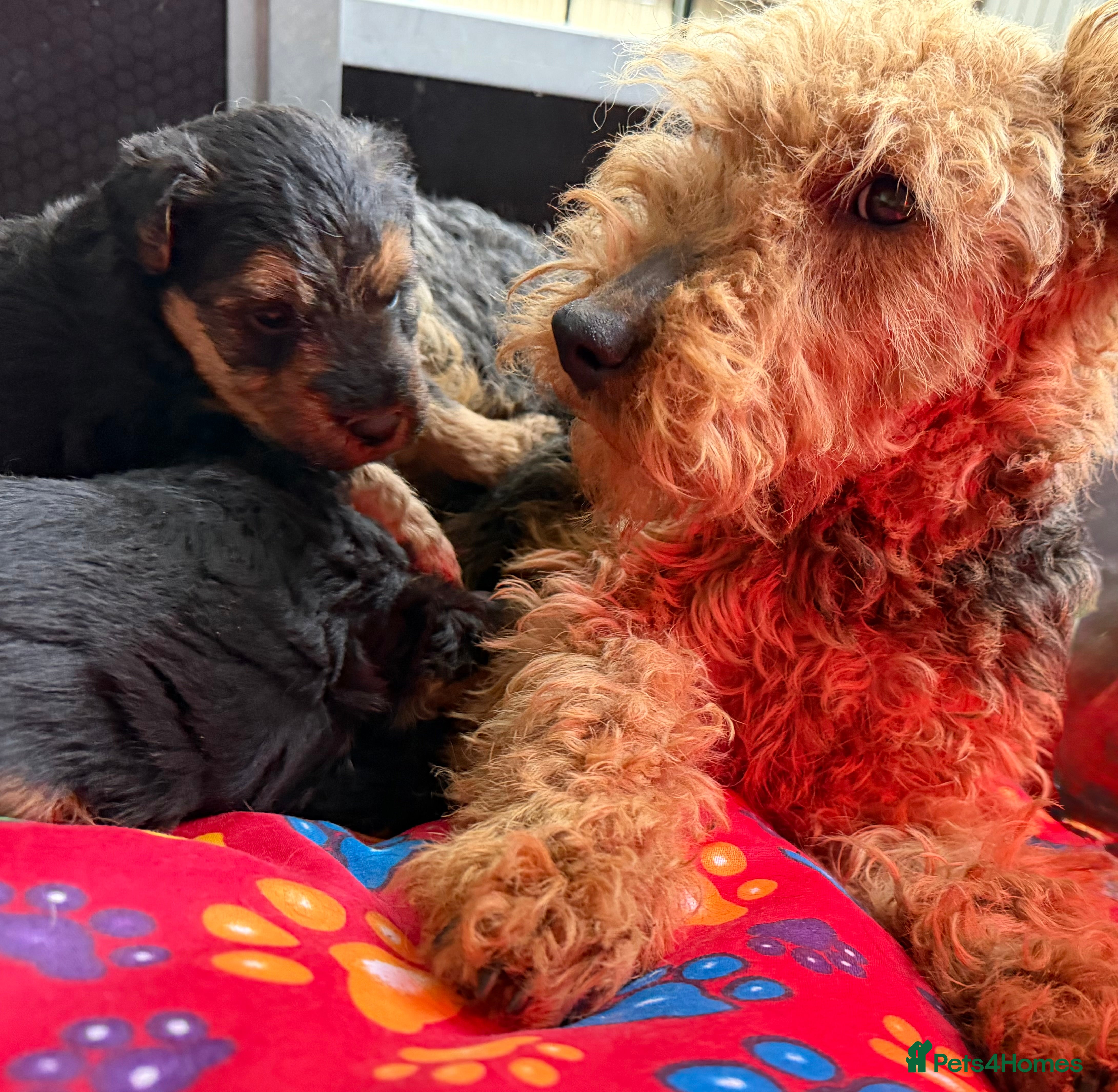 Welsh Terrier dogs Kc registered Welsh Terriers - Advert 1