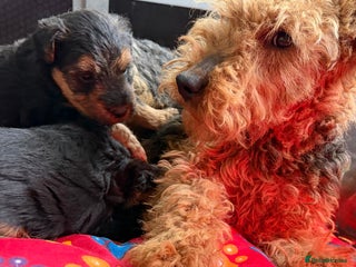 Welsh Terrier dogs Kc registered Welsh Terriers - Advert 1