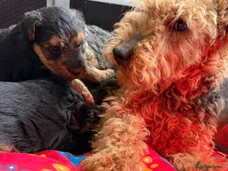 Welsh Terrier dogs Kc registered Welsh Terriers - Advert 3