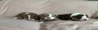 English Bulldog 3