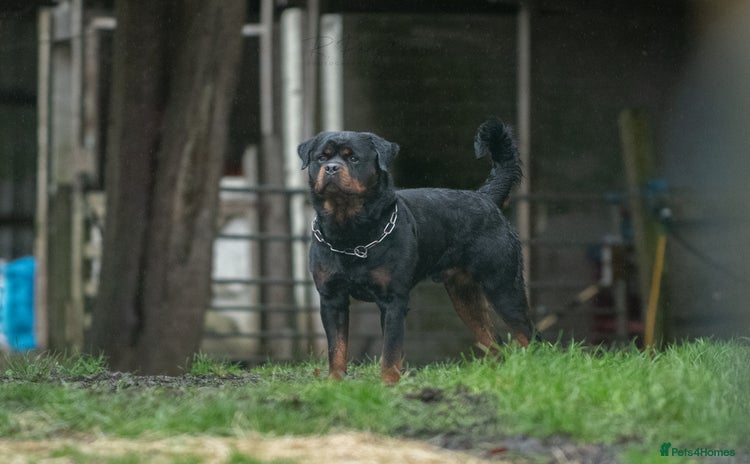 Rottweiler dogs Stunning Fully Health Tested KC Reg Rottweiler  in Langport - Advert 2