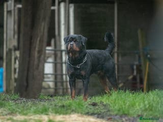 Rottweiler dogs Stunning Fully Health Tested KC Reg Rottweiler in Langport - Advert 1