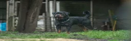 Rottweiler dogs for stud: Stunning Fully Health Tested KC Reg Rottweiler  in Langport - Advert 1