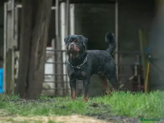 Rottweiler dogs Stunning Fully Health Tested KC Reg Rottweiler in Langport - Advert 2