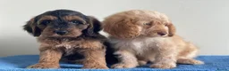 Miniature Poodle dogs for stud: Experienced  beautiful miniature poodle stud - Advert 17