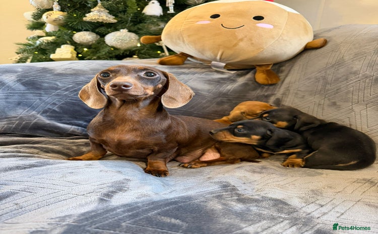 Miniature Dachshund dogs Three beautiful miniature dachshund boys  - Advert 9