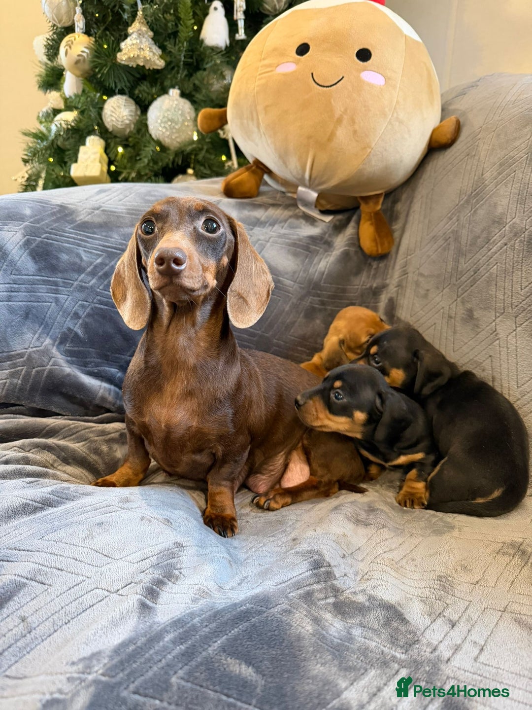 Miniature Dachshund dogs for sale: Three beautiful miniature dachshund boys  - Advert 1