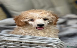 Toy Poodle dogs for sale: Singleton hand reared toy poodle !  - Image 5