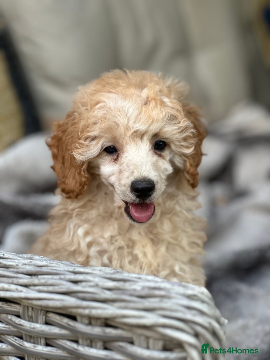 Toy Poodle dogs for sale: Singleton hand reared toy poodle !  - Image 5