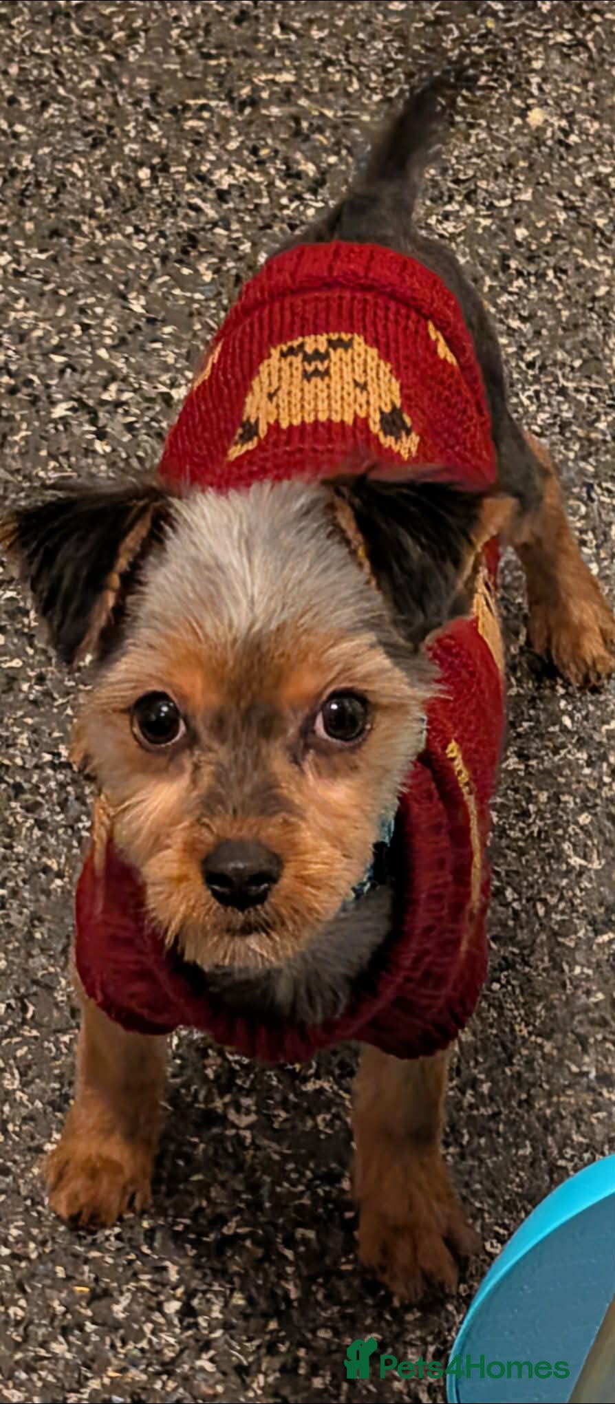 Yorkshire Terrier dogs Yorkie female puppy - Advert 1