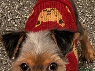 Yorkshire Terrier dogs Yorkie female puppy - Advert 1