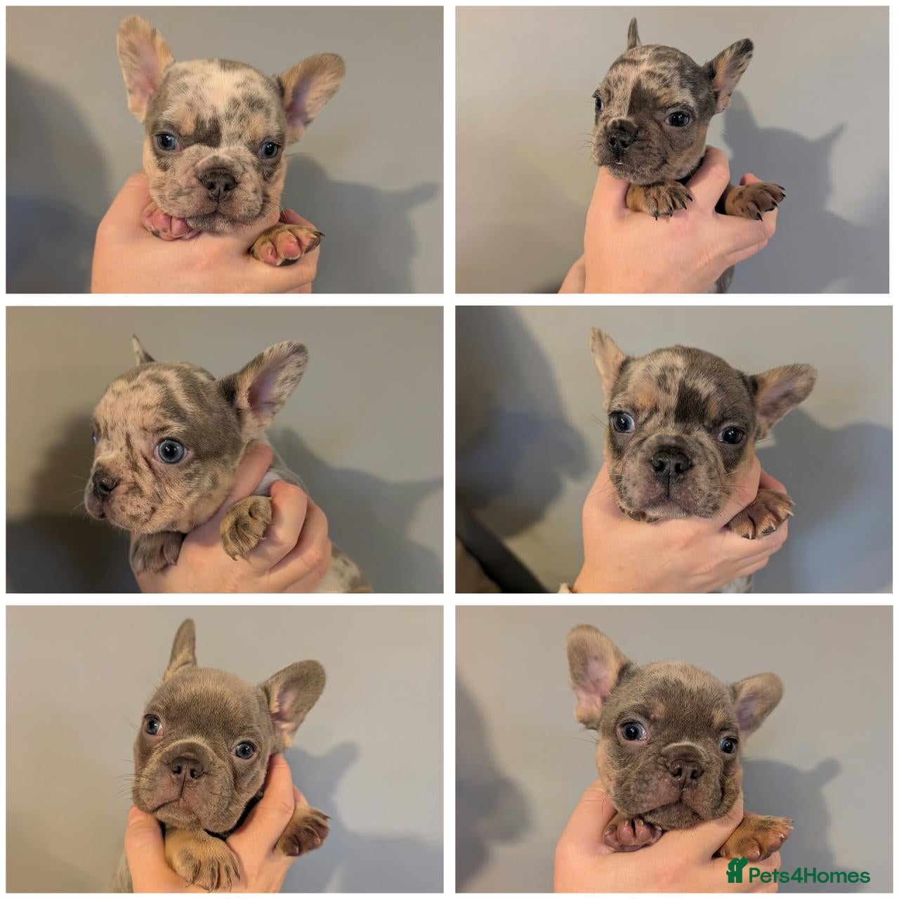 French Bulldog dogs Gorgeous French Bulldog puppies. - Advert 10