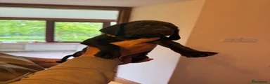 Yellow collar
